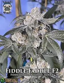 Pack of Fiddle Faddle F2 Regular cannabis seeds by Thug Pug Genetics