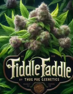 Fiddle Faddle Regular Seeds by Thug Pug Genetics featuring Gelatti and Lurch lineage