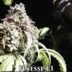 Finesse F3(Autoflower) - Seattle Chronic Seeds
