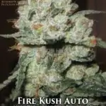 Fire Kush (Autoflower) - Automatically Delicious