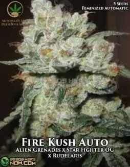 Fire Kush Auto seeds (space) Hybrid cannabis with 20(space)24% THC, earthy and citrus flavors