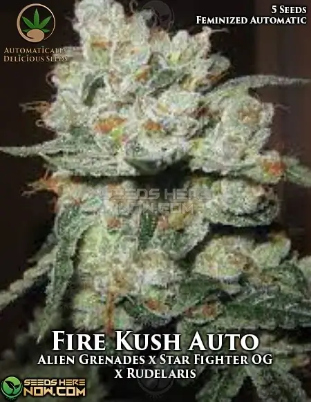 Fire Kush Auto seeds - Hybrid cannabis with 20-24% THC, earthy and citrus flavors