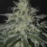Firefly (Regular) - Irie Genetics