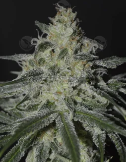 Firefly Cannabis Seeds (space) Sativa Dominant Strain with Citrus and Pine Aroma