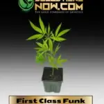 First Class Funk Clones - ACC