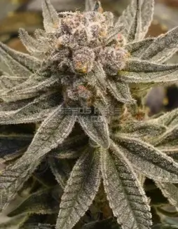 First Light Regular Seeds (space) Indica Dominant Strain with Citrus and Berry Aroma
