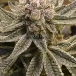 First Light (Regular) - DJ Short Seeds