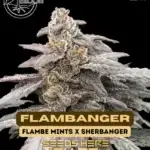 Flambanger (Regular) - Bloom Seed Co.