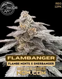 Flambanger cannabis seeds by Bloom Seed Co., a hybrid strain with 24(space)28% THC content, featuring aromatic notes of Citrus, Diesel, Pine, and Skunk.