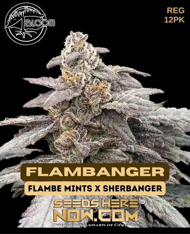 Flambanger cannabis seeds by Bloom Seed Co., a hybrid strain with 24-28% THC content, featuring aromatic notes of Citrus, Diesel, Pine, and Skunk.