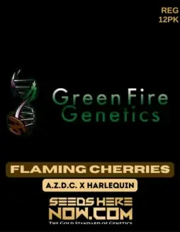 Flaming Cherries Cannabis Seeds (space) Sativa Dominant Hybrid