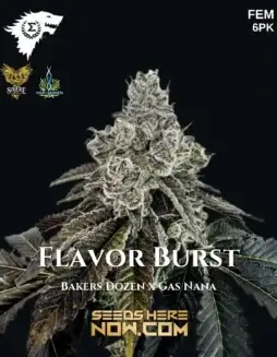 Flavor Burst Feminized Seeds (space) hybrid cannabis seeds with citrus and pine aroma