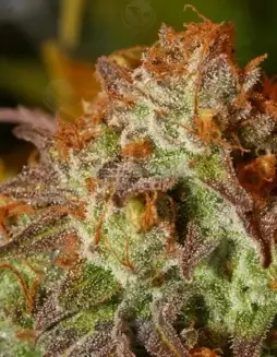 Flo F5 Regular Seeds (space) Hybrid cannabis strain combining Purple Thai and Afghani Indica
