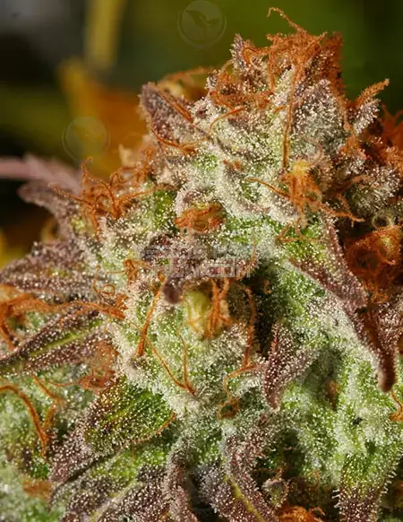 Flo F5 Regular Seeds - Hybrid cannabis strain combining Purple Thai and Afghani Indica