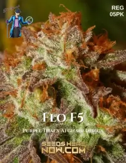 Image of Flo F5 regular cannabis seeds by DJ Short Seeds