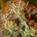 Flo (Regular) - DJ Short Seeds