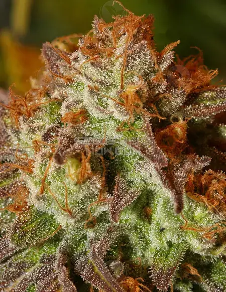 Flo Regular Cannabis Seeds by DJ Short Seeds featuring Purple Thai x Afgani Indica
