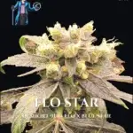 Flo Star (Feminized) - DJ Short Seeds/Blue Star Seeds