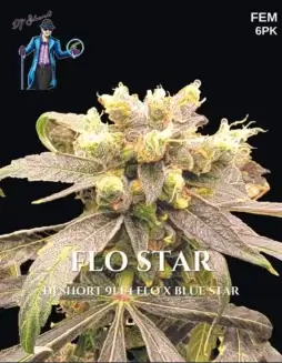 Flo Star Feminized Seeds (space) Hybrid Cannabis with Berry, Floral, Earthy Aromas