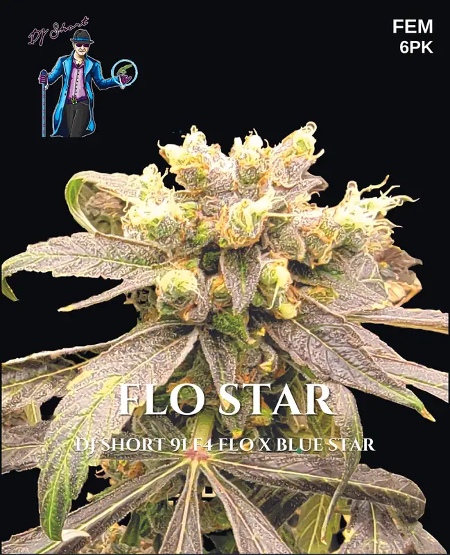邦楽 DJ MARIJUANA a.k.a. febb YAKUBUTU SOUL 3 DJ Short Blueberry aka True Blueberry Weed Strain