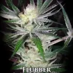 Flubber (Feminized) - La Plata Labs