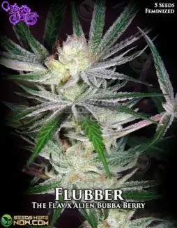 Flubber Feminized Seeds (space) Citrus and Pine Aroma