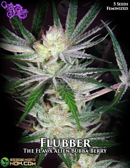 Flubber Feminized Seeds - Citrus and Pine Aroma