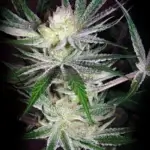 Flubber (Regular) - La Plata Labs