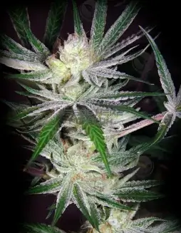 Flubber Regular Seeds (space) Indica Dominant Strain with Citrus and Earthy Tones