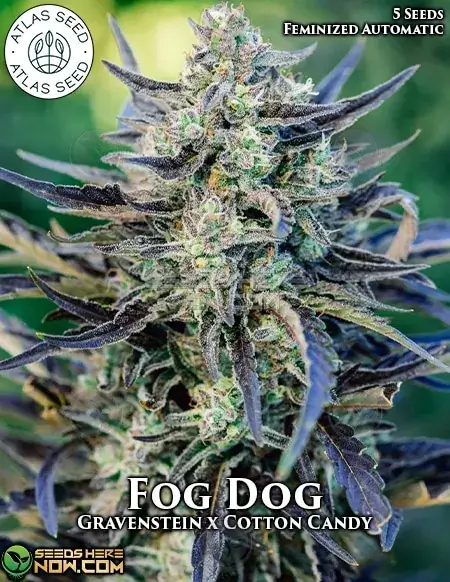 Fog Dog Autoflower Cannabis Seeds by Atlas Seeds, featuring Gravenstein and Cotton Candy strains