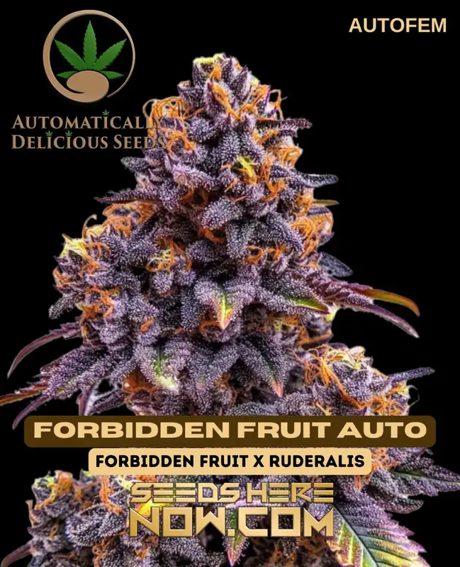 Image of Forbidden Fruit Auto cannabis seeds, a hybrid strain with 20% THC