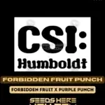 Forbidden Fruit Punch (Feminized) - CSI Humboldt