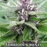 Forbidden Mints (Regular) - Sin City Seeds