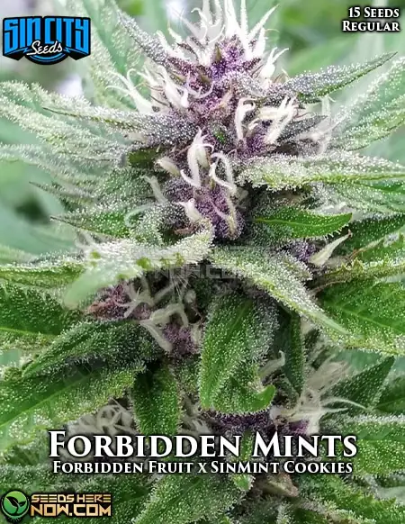 Forbidden Mints cannabis seeds by Sin City Seeds, featuring Forbidden Fruit and SinMint Cookies lineage