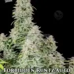 Forbidden Runtz (Autoflower) - Fast Buds