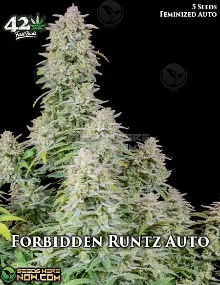 Forbidden Runtz Auto Cannabis Seeds - Indica Dominant Strain with Citrus and Sweet Aroma