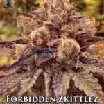 Forbidden Zkittlez S1 (Feminized) - Dr. Blaze