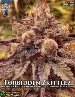 Forbidden Zkittlez S1 (space) Feminized hybrid cannabis seeds by Dr. Blaze featuring Forbidden Fruit and California Black Rozé lineage