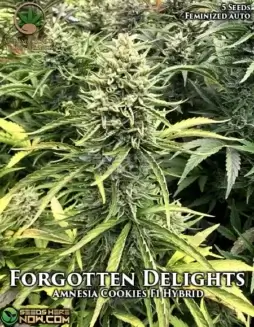 Image of Forgotten Delights Cannabis Seeds (space) Autoflower Hybrid by Automatically Delicious