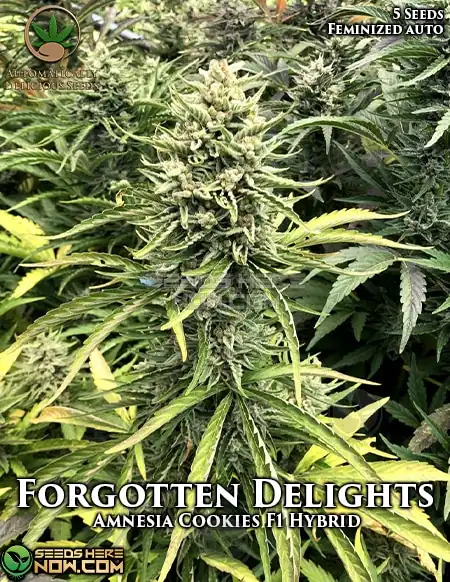 Image of Forgotten Delights Cannabis Seeds - Autoflower Hybrid by Automatically Delicious