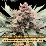 Forgotten Strawberries (Autoflower) - Mephisto Genetics