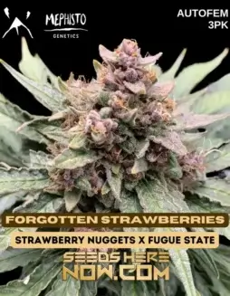 Pack of Forgotten Strawberries Autoflower Cannabis Seeds by Mephisto Genetics