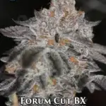 Forum Cut BX (Regular) - Sin City Seeds