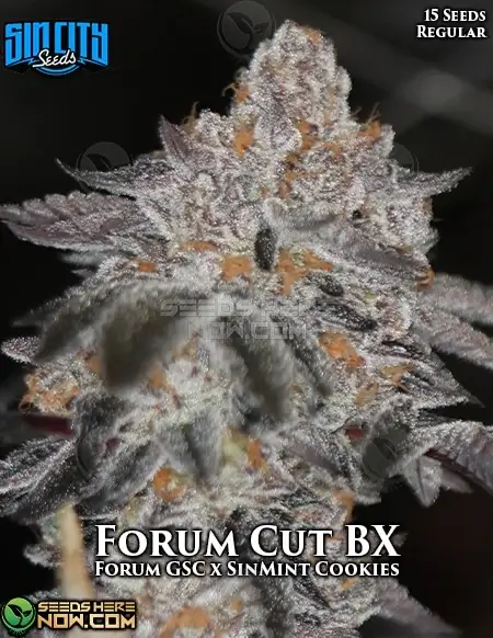 Forum Cut BX Regular Seeds by Sin City Seeds featuring Girl Scout Cookies and SinMint Cookies lineage
