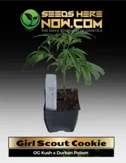 Forum Girl Scout Cookies cannabis clone with a sweet, earthy, mint aroma