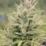 Fractal Boxes CBD (Regular) - Best Coast Genetics