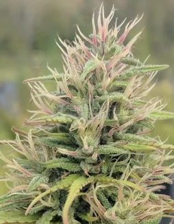 Fractal Boxes CBD cannabis seeds, regular type by Best Coast Genetics featuring citrus and pine flavors
