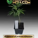 Franco’s Lemon Cheese Clones - ACC