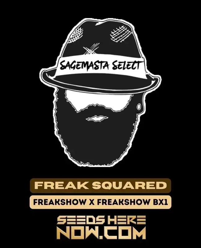 Freak Squared Cannabis Seeds, a unique sativa-dominant hybrid with sour pine and citrus flavors