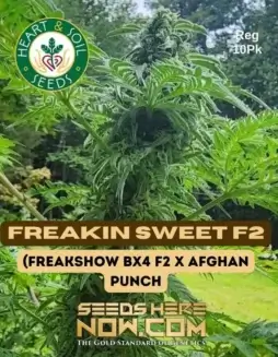 Freakin Sweet F2 cannabis seeds by Heart & Soil Seeds, indica(space)dominant hybrid with sweet and earthy aromas